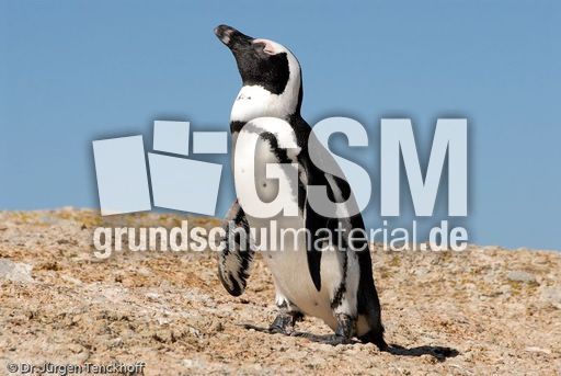 Brillenpinguin (80 von 148).jpg